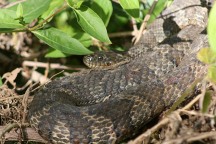 Banded Water Snake